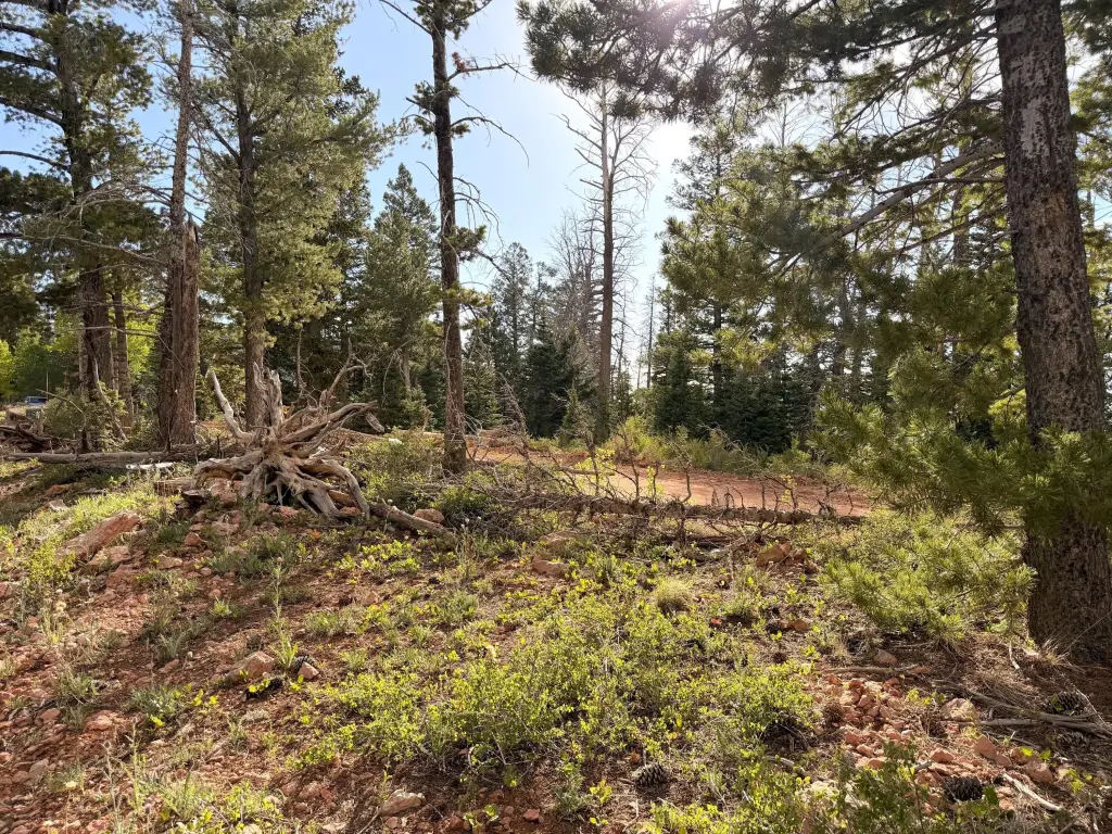 Picture 21