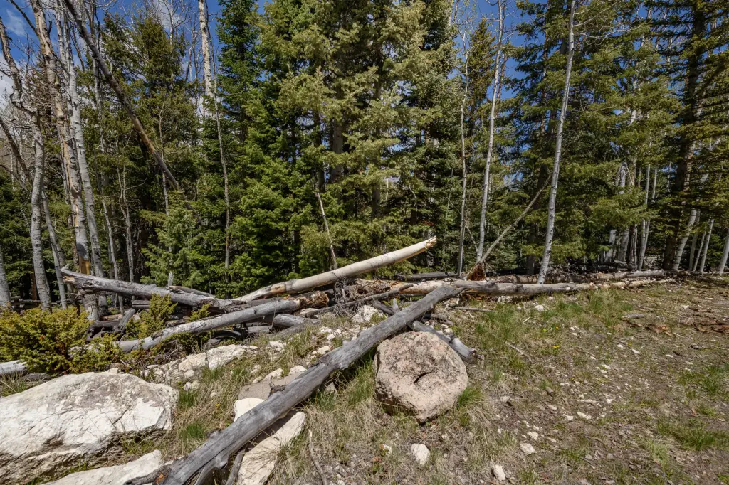 Picture 8