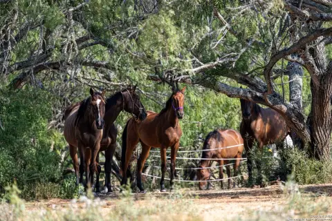 Saint Hedwig Acreage For Sale