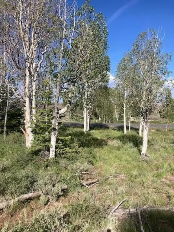 Picture 5
