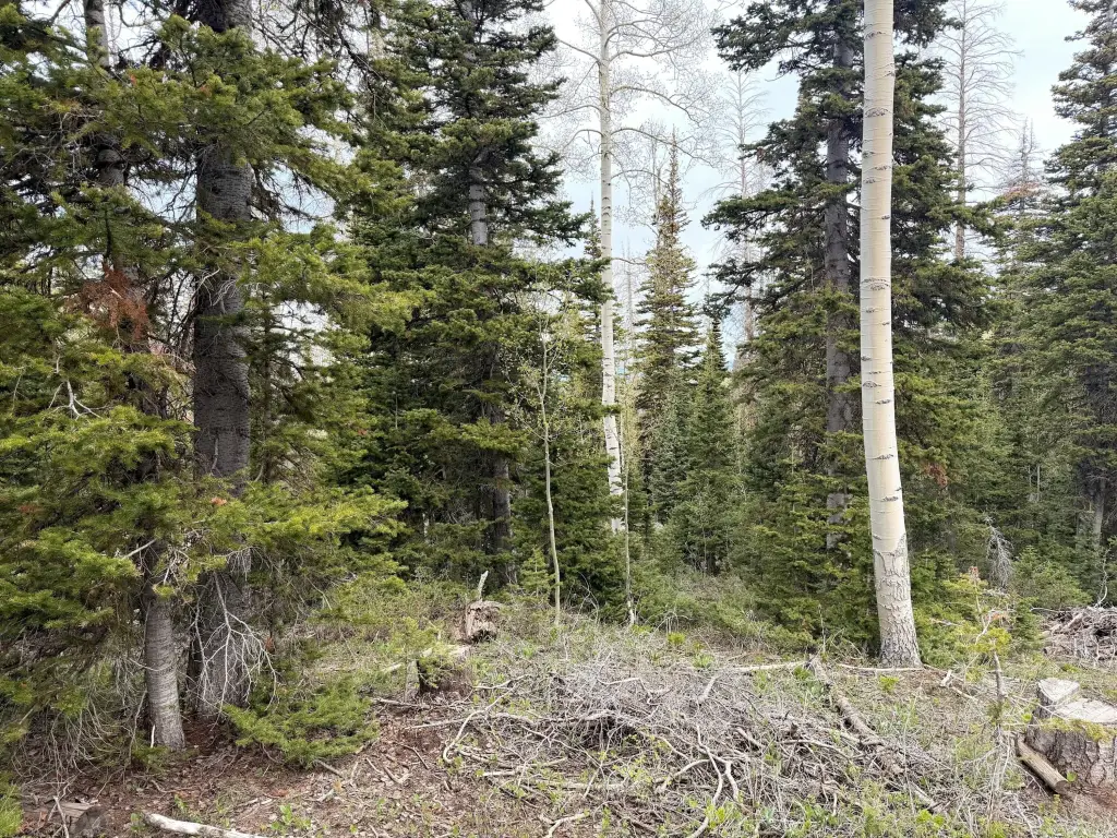 Picture 42