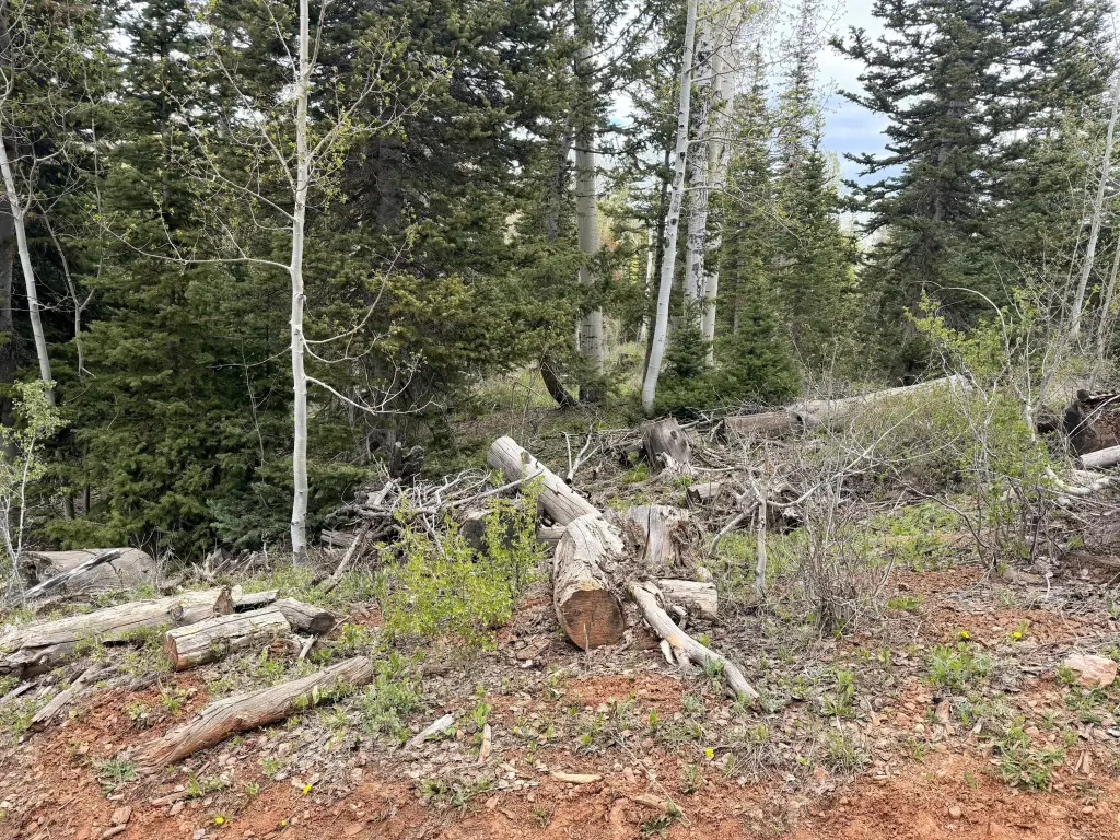 Picture 31