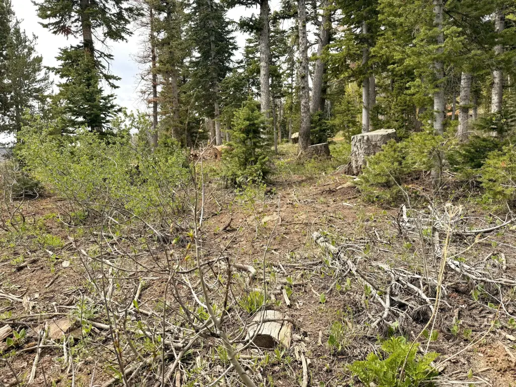 Picture 17