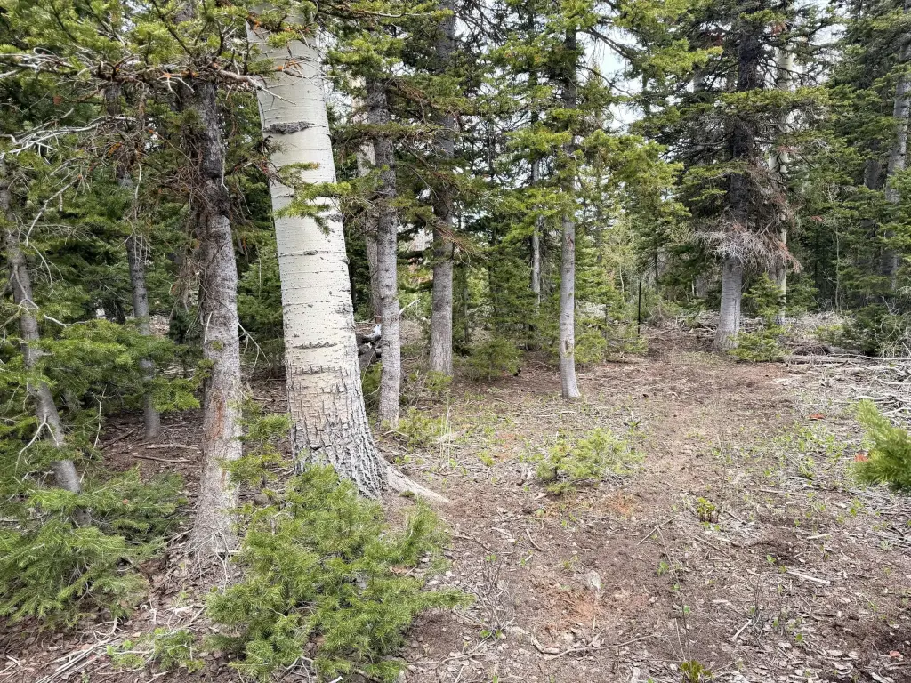 Picture 20