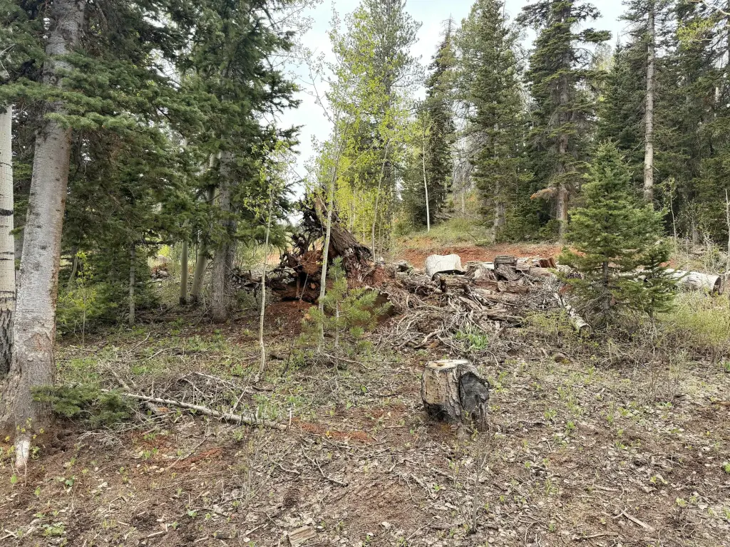 Picture 45