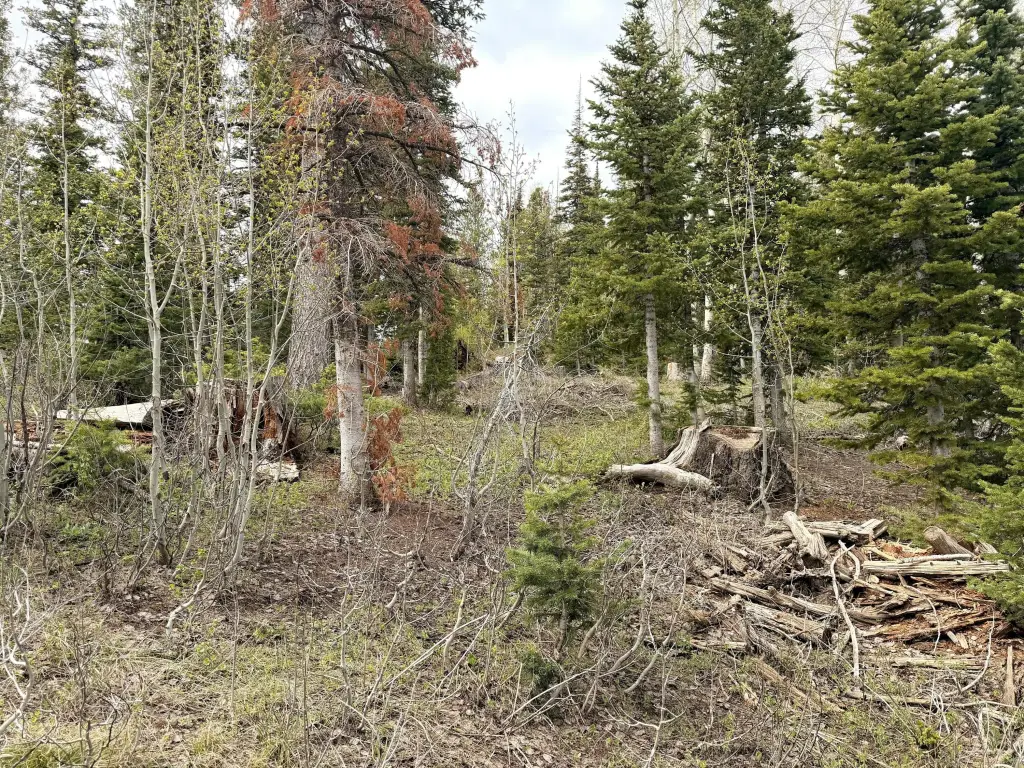 Picture 19