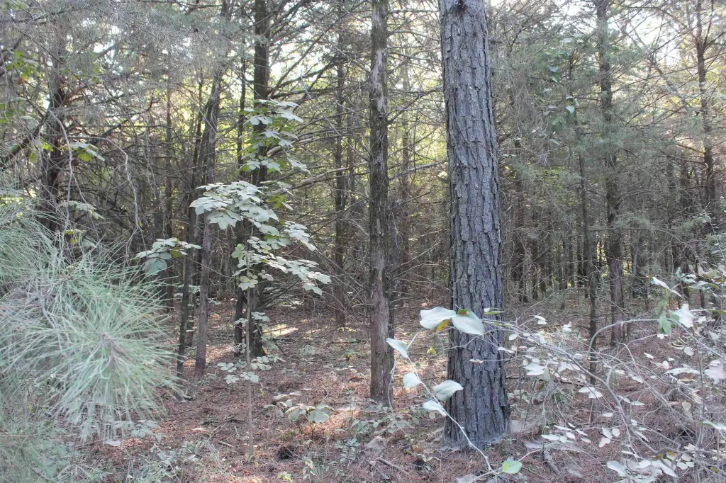 Picture 31
