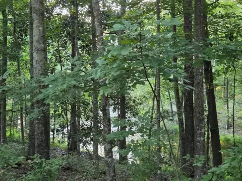 Acreage Near Lake Blackshear