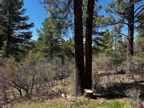 Pagosa Springs Treed Residential Land