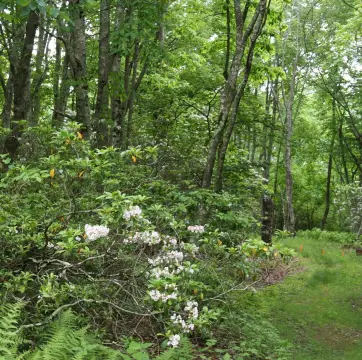 Residential Building Lot in Monterey
