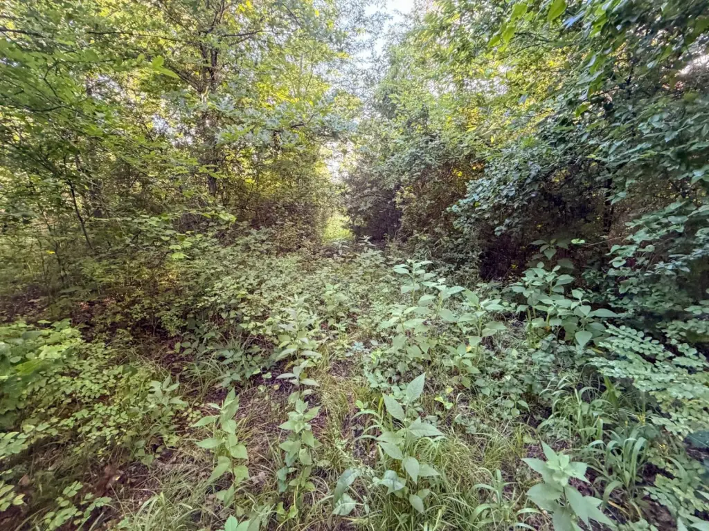 Picture 60