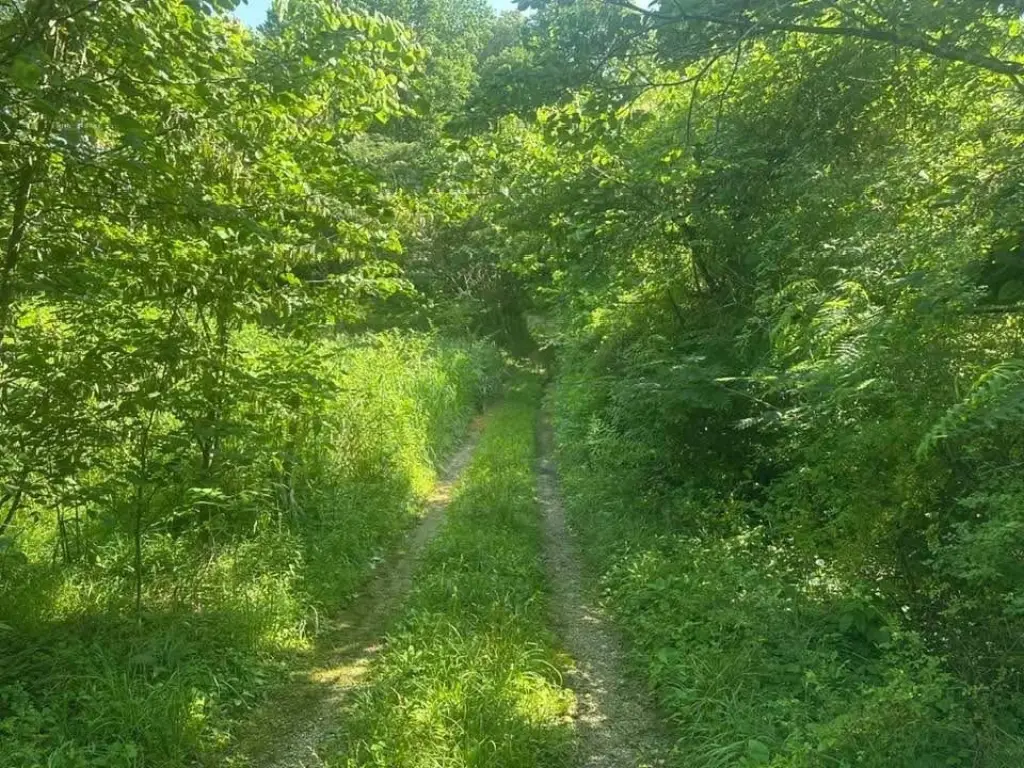 Picture 5