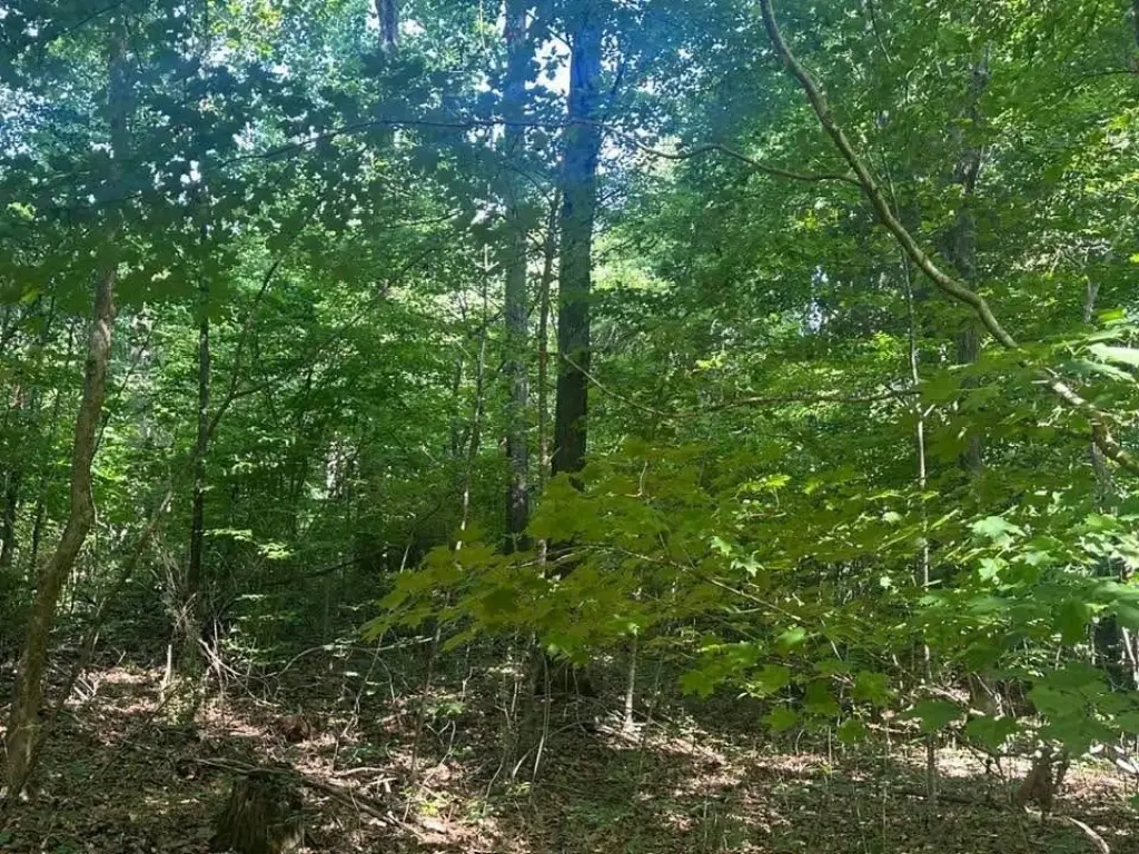Picture 8