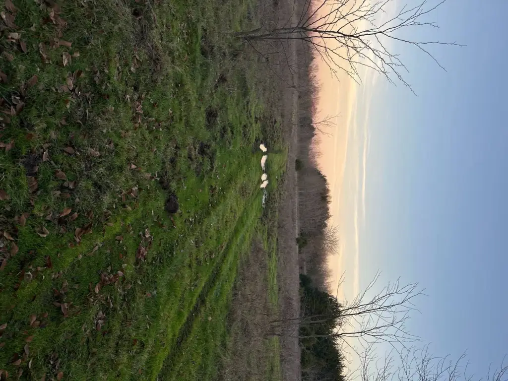 Picture 37