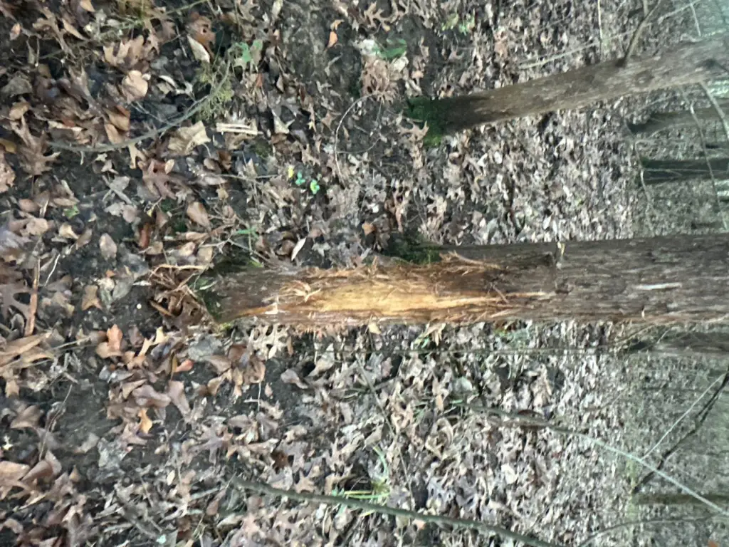 Picture 58