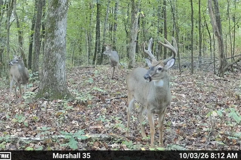 Picture 3