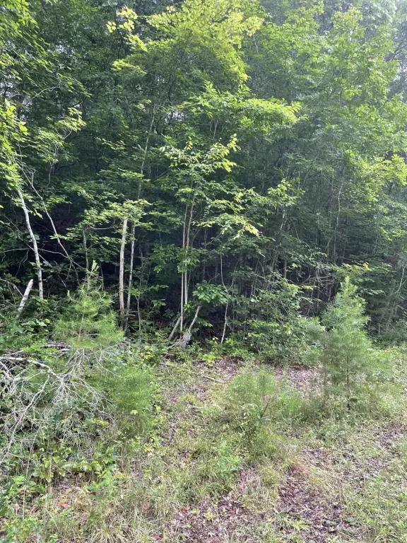 Picture 5