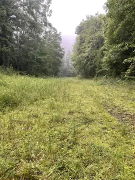 Wooded Mountain Land