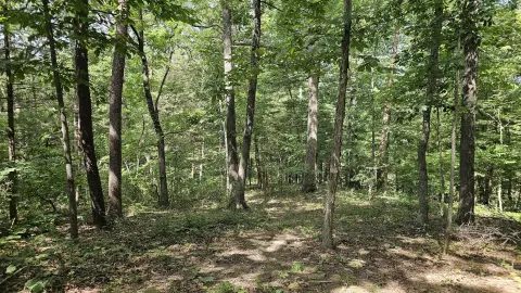 Wooded Land Near Lexington