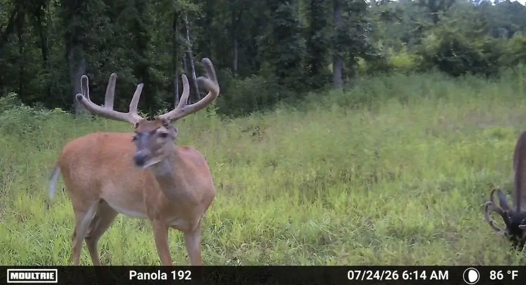 Picture 4