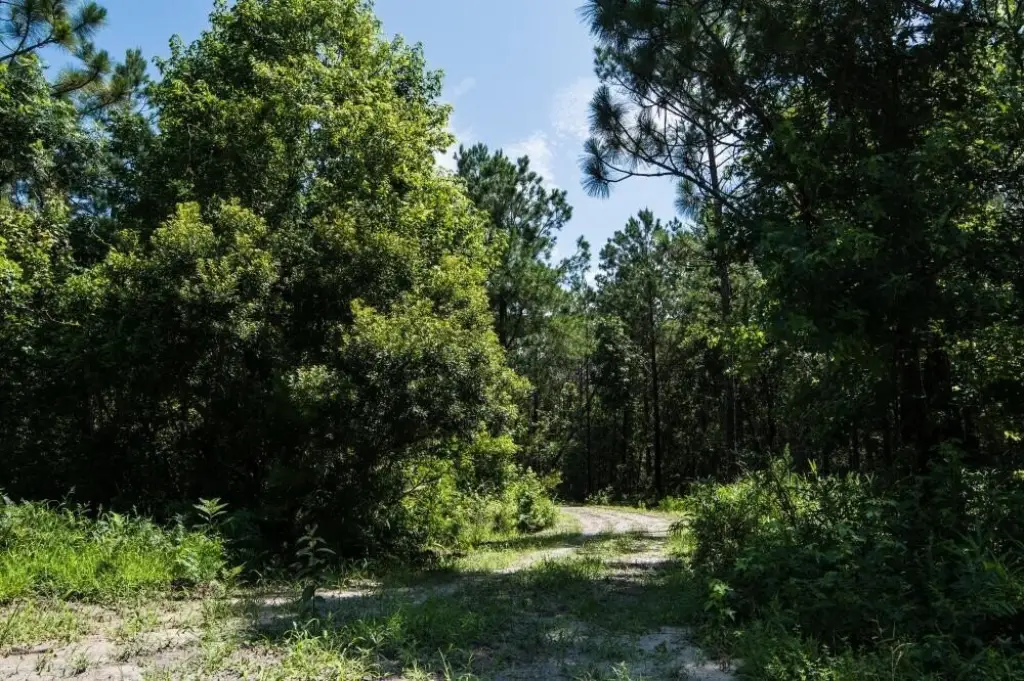 Picture 29