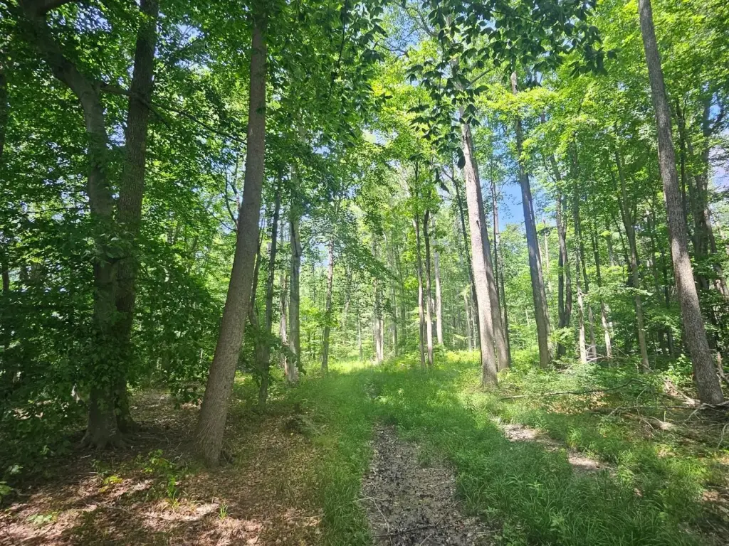 Picture 4