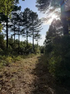 Wooded Hunting Land