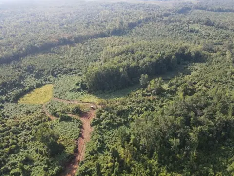 Pine Plantation Hunting Land