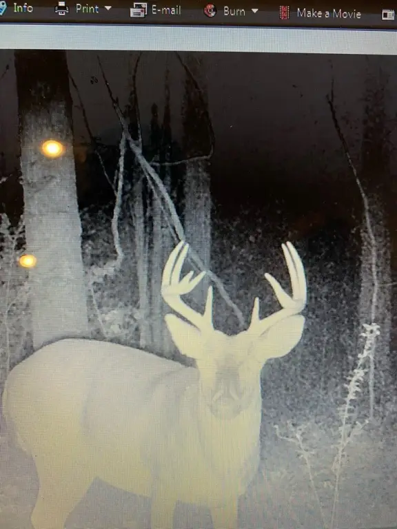 Picture 11
