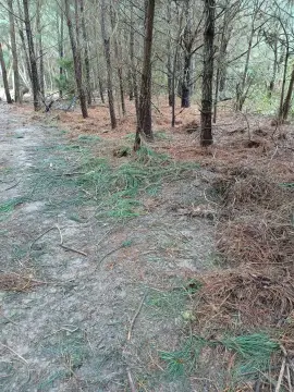 100+ Acres Near Colonial Beach