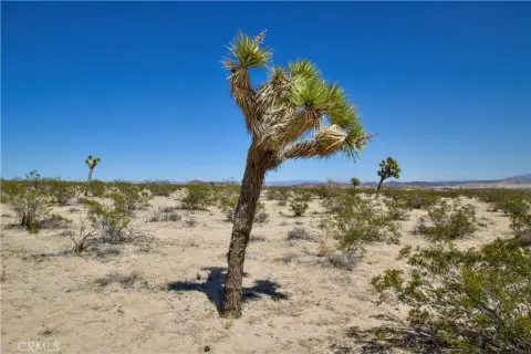 Joshua Tree Land Near Park