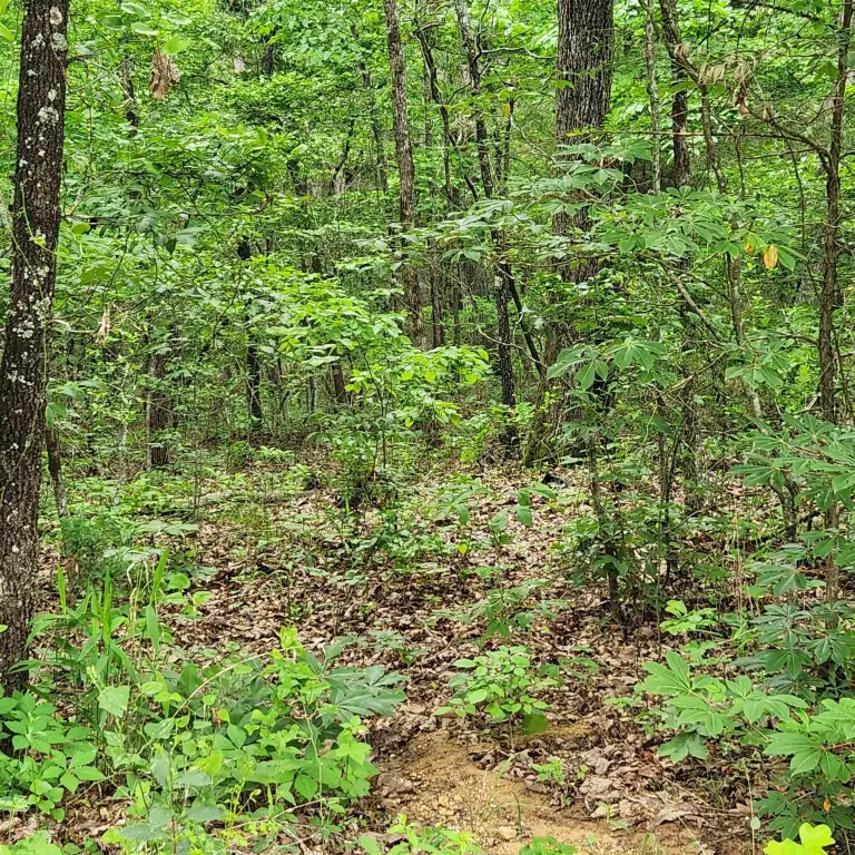 Picture 33