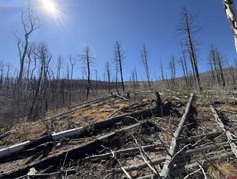 Mountain Property in Forbes Park