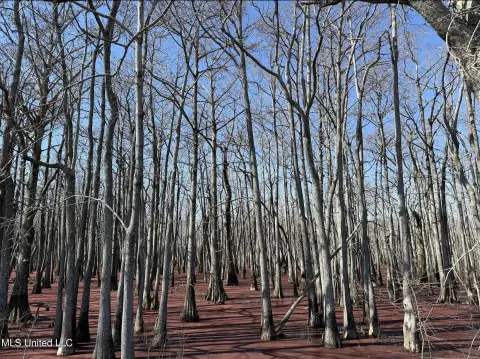 37 Acres of Hunting Land