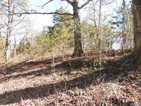 74.5 Acres of Hunting Land
