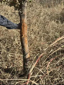 Productive Land with Creek Frontage