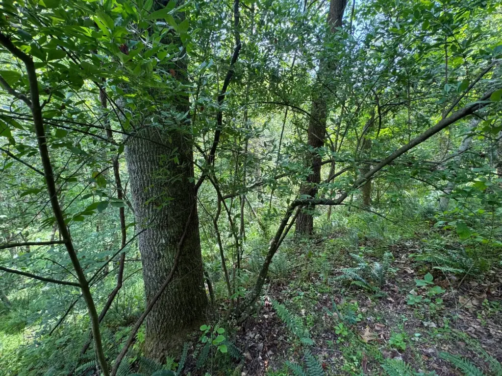 Picture 5