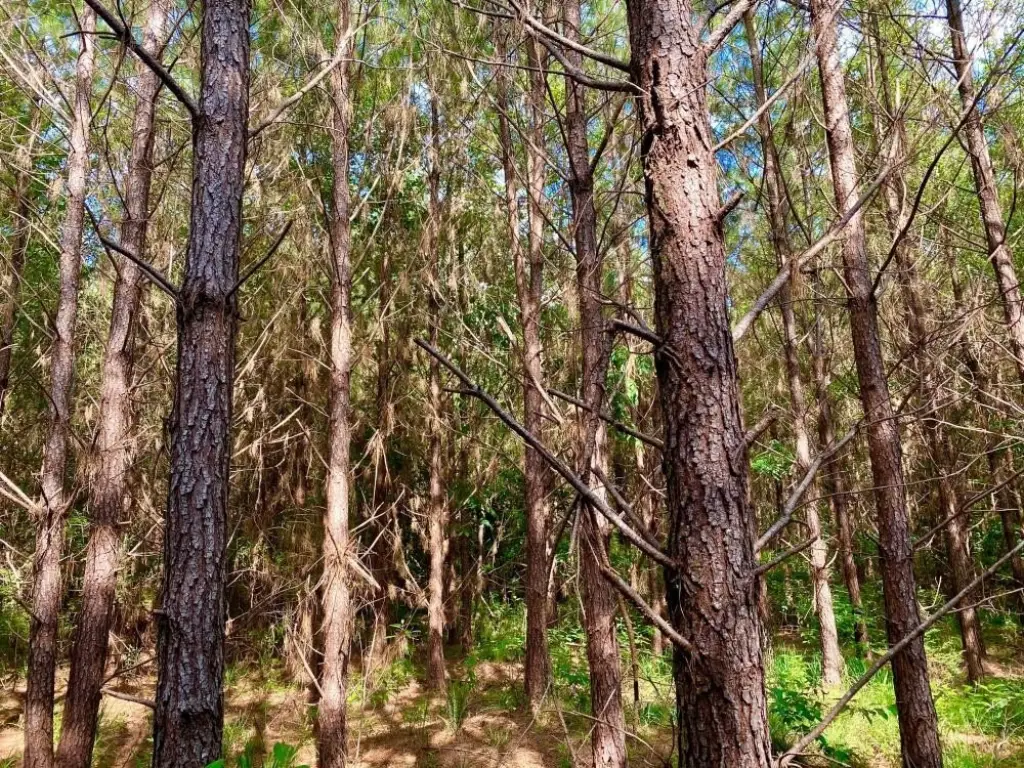 Picture 25