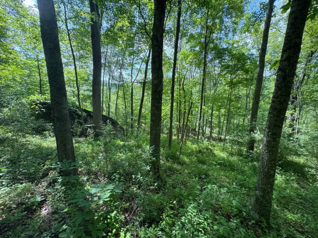 Picture 21