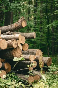 Residential Land in Batesville, Indiana