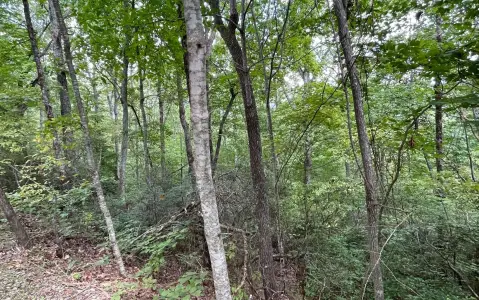 Hayesville NC Wooded Lot
