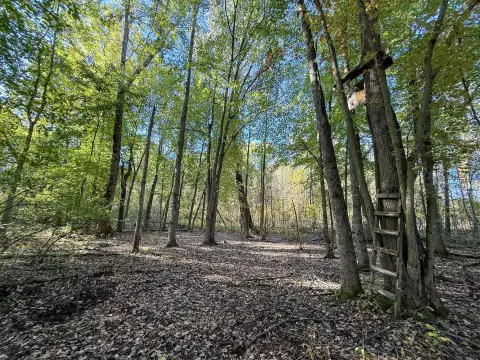 80 Acres of Hunting Land