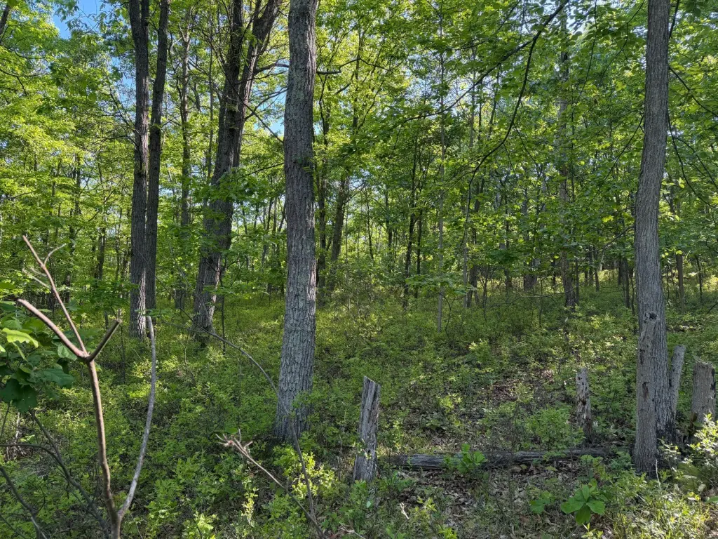 Picture 28