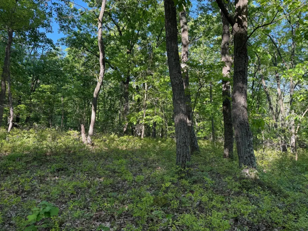 Picture 18