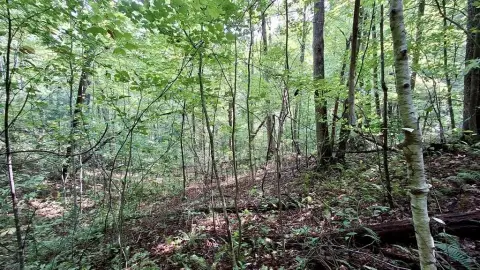 Secluded Sylva Land with Forest Access