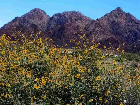 Wellton, Arizona Agricultural Land