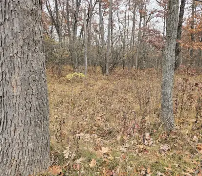 Wooded Land Near Bitely, MI