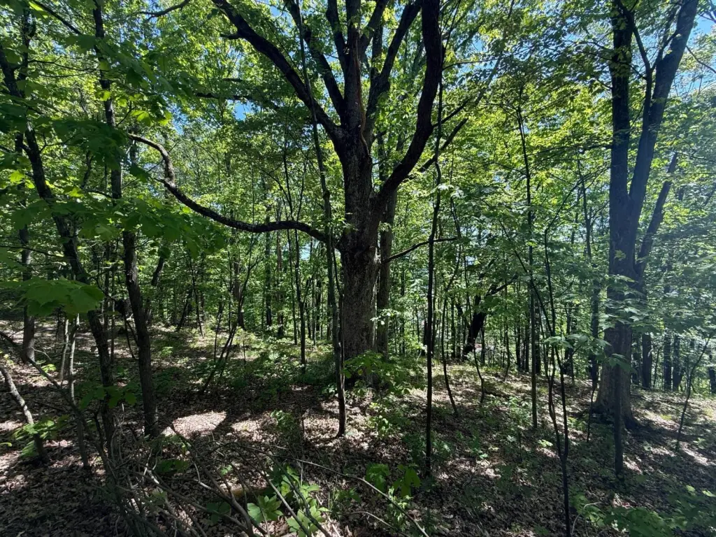 Picture 48