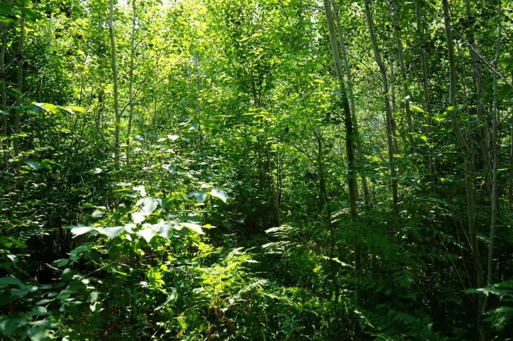 Picture 25