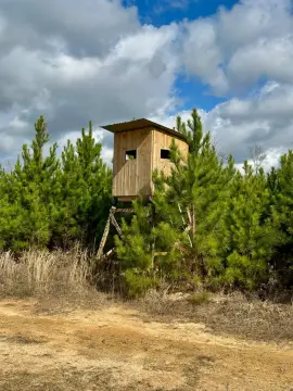 Secluded Hunting Land with Pine